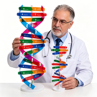 Modèle de structure de la double hélice de l'ADN, équipement médical et éducatif, jouet