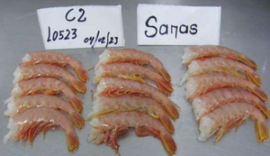 Buon prezzo congelato Argentina coda di <span class=keywords><strong>gamberetti</strong></span> rossi HLSO <span class=keywords><strong>gamberetti</strong></span> <span class=keywords><strong>confezionati</strong></span> in scatole - Product Image 3