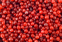 Bevroren Lingonberry Bulk/Kleine Verpakking Bevroren Fruit Iqf Bevroren Lingonberry Bosbes Export Rusland Oorsprong China