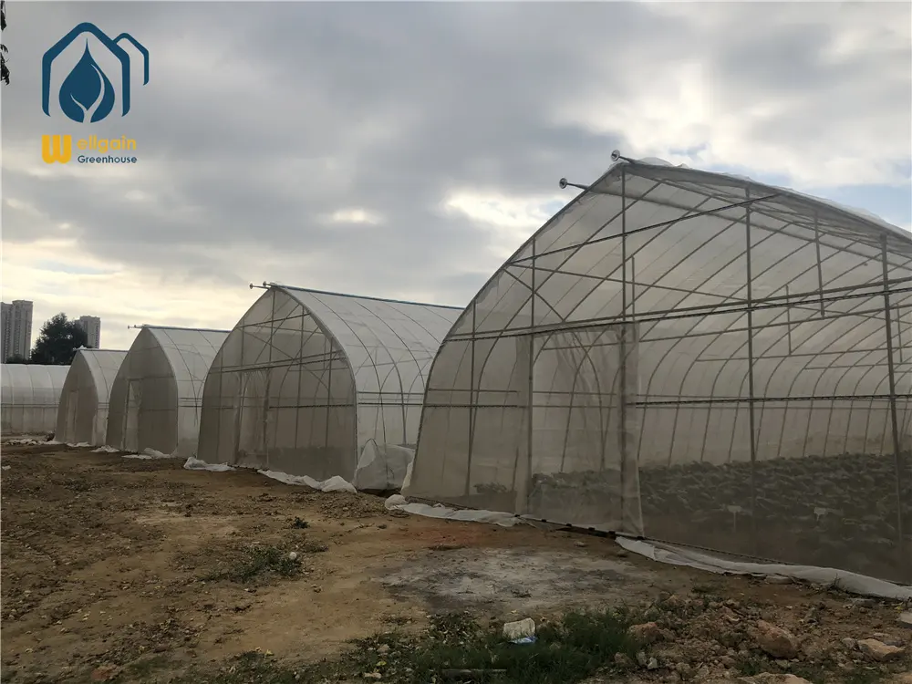 Farming Singlespan/Tunnel Greenhouse with Irrigation and Hydroponic Growing System