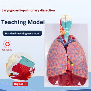 Modello di Chirurgia Toracica in PVC Medico, Sistema Respiratorio Umano, Gola, <span class=keywords><strong>Cuore</strong></span>, Tiroide, Organi Interni, <span class=keywords><strong>Educazione</strong></span> Scientifica - Product Image 6