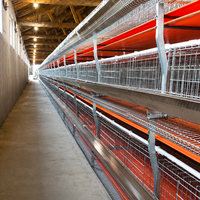Nouveau système de cages en batterie Agricon type H pour poulets de chair, alimentation/abreuvement automatiques, bande de fumier, cadre en acier galvanisé à chaud 96-160