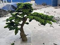 Maßgefertigter Großer Künstlicher Kiefernbaum Künstlicher Bonsai Künstlicher Kiefernbaum für Innen- und Außendekoration
