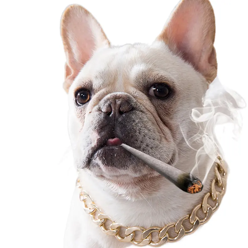 Penjualan Terbaik Rantai Emas 14 Inci Bulldog Kerah Kuba Link Kuat Tugas Berat Chew Bukti Aksesori Kerah Logam Berjalan Hewan Peliharaan