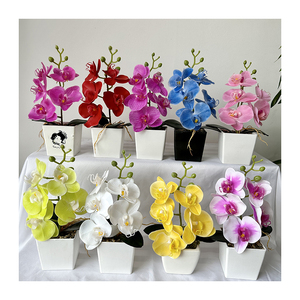 Mini <span class=keywords><strong>Bonsai</strong></span> 5 Kuntum Anggrek Sentuhan Asli <span class=keywords><strong>Bonsai</strong></span> Anggrek <span class=keywords><strong>Phalaenopsis</strong></span> Set Tanaman Anggrek Sentuhan Asli - Product Image 1