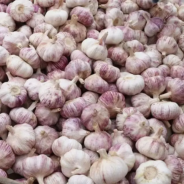 Xiang Jin Xiang Garlic Big Mesh Bag Package Hotsale To Indonesia