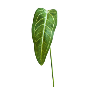 Plante artificielle Anthurium Yihua Floral Art, fleur en soie verte à rayures blanches, décoration intérieure style tropical HZ001 - Product Image 5