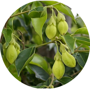 Extrait d'<span class=keywords><strong>Aquilaria</strong></span> Sinensis 10:1 Poudre de Tuchenxiang Haute Qualité Pure Naturelle de Qualité Alimentaire - Product Image 2