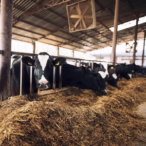 สารเติมแต่งเกรดอาหารสัตว์สเปรย์อบแห้งข้าวโพดสูงชันผงซิล - Product Image 4