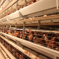 Système de cages automatiques de type A pour volailles, état neuf, pour poules pondeuses et lapins, avec bande à fumier