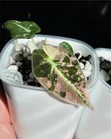Pots de Fleurs et Jardinières Visibles à Réserve d'Eau de 9,5 cm, Pots de Plantes en Plastique Verts Écologiques Modernes pour Balcon et Jardin, Décoration Intérieure