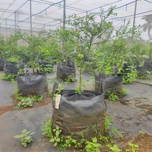 HOKBG-Bolsa de cultivo de <span class=keywords><strong>50</strong></span> <span class=keywords><strong>litros</strong></span>, 13 galones, respetuoso con el medio ambiente, Anti-UV, tela tejida PP duradera, macetas y jardineras para jardín de flores - Product Image 5