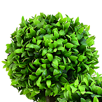 Gros grand bonsaï artificiel vraie touche olivier plantes artificielles arbres pour la décoration intérieure extérieure de la maison