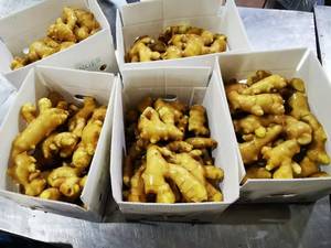 Mùa giải mới tươi gừng xuất khẩu chất lượng cao tươi voi gừng từ Trung Quốc gừng nhà máy - Product Image 6