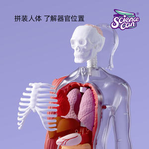 Modelo 3D de anatomía humana con preguntas y respuestas de voz para niños, juguete educativo, kit de aprendizaje con órganos desmontables - Product Image 3