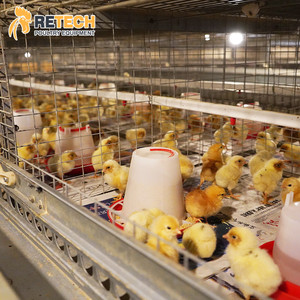 Tự động pullet gà lồng nâng cao hệ thống gia cầm trang trại thiết bị cho nhỏ gà lớn trang trại - Product Image 6