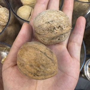 جودة جيدة سعر منخفض الجوز و 33 جوز طازج مستوى تصدير الأغذية العضوية - Product Image 5