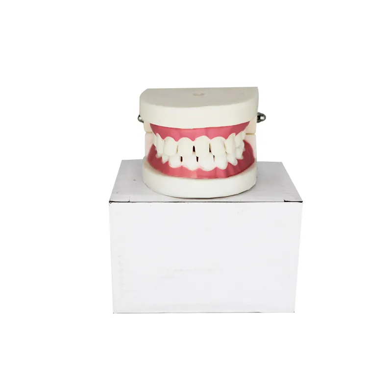 high quality practical orthodontic study dental tooth study model