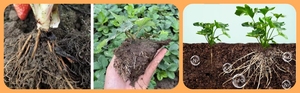 1 Usine à bas prix Bactérie Azotobacter Poudre brun clair Agriculture Utilisation 10 milliards d'UFC/g Ingrédient actif de qualité industrielle - Product Image 6