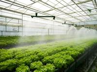 Landbouwkasconstructie multispan groenteteelt tunnel polycarbonaat kas multispan folie bloemenkas