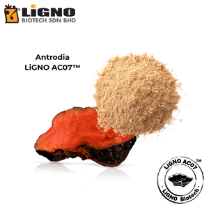 ผงสารสกัดจากเห็ดแอนโตรเดีย แคมฟอร์าต้า LiGNO AC07 สารประกอบชีวภาพที่มีฤทธิ์ วัตถุดิบสำหรับอาหารเสริม - Product Image 2