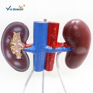 Mannelijk genitourinair systeem Mannelijk menselijk lichaam Medisch model Anatomisch model Reproductiesysteem Anatomisch model - Product Image 2