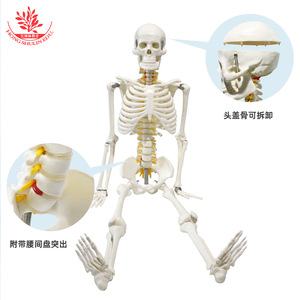 Modèle de squelette humain de 85 cm FRT005 : Méthode pédagogique pour l'assemblage de la moelle épinière, comprend un nerf spinal et un modèle squelettique - Product Image 3
