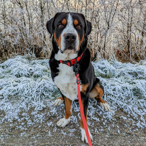 Collar de mascota resistente al agua a prueba de olores Collar de perro táctico de Pvc impermeable con hebilla de Hardware de Metal - Product Image 6