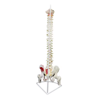 Modèle de colonne vertébrale humaine Sciedu Medical, modèle d'anatomie de la colonne vertébrale lombaire, modèle d'os de colonne vertébrale de haute qualité, vente en gros d'usine chinoise