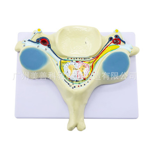 Modèle d'agrandissement de la moelle épinière et des nerfs rachidiens de la cinquième vertèbre cervicale humaine ; section transversale anatomique de la vertèbre cervicale - Product Image 3