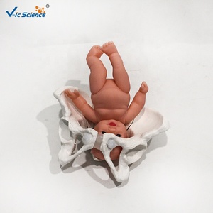 Modèle anatomique de bassin féminin en PVC, 3 parties détachables avec symphysis pubienne, pour l'enseignement des sciences médicales, certifié CE ISO ROHS CNAS - Product Image 6