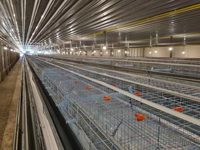 Indonésie 128 Ferme avicole à couches multiples