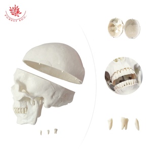 Modelo de cráneo humano anatómico 3 partes FRT019 ciencia médica la mandíbula de la barbilla puede morder con 3 dientes modelo de cráneo de tamaño natural extraíble - Product Image 5