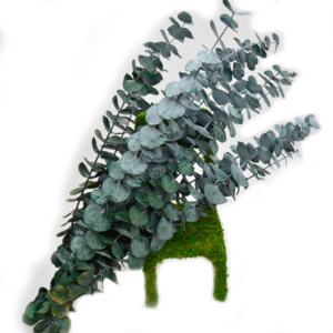 Nouvel article Eucalyptus immortel feuilles d'eucalyptus conservées à la main fleur de feuille d'eucalyptus - Product Image 1