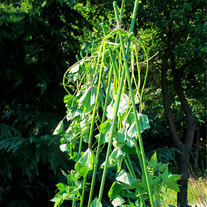 Tuinpalen Klimplant Ondersteunt Decoratieve Plantenkooien Stalen Buizen Tuinsteunen - Product Image 3