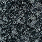 Black turtle