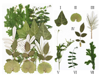 Feuilles séchées pressées naturelles, 84 pièces, assortiment de feuilles florales réelles pour la résine époxy, les bijoux, les bougies, les savons, la décoration des ongles, les travaux manuels DIY
