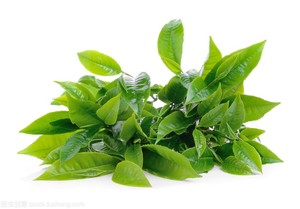 Natuurlijke Groene Thee <span class=keywords><strong>Extract</strong></span> 98% L-Theanine Poeder Thee Polyfenolen Egcg <span class=keywords><strong>Catechins</strong></span> Fabriek Verkoop Direct Oem Odm Hala Koosjer Haccap - Product Image 3