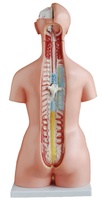 Fournitures médicales, modèle de torse humain à 21 parties, 85 cm, modèle trisexe