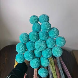 Bouquet de Billy Buttons Conservés avec 20 Tiges pour Décoration de Mariage, Maison, Bureau, Fête - Product Image 5