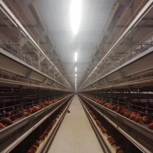 Thiết Kế Tốt H Loại 5 Cấp Độ Trứng Hai Lớp Gà Nâng Cao Thiết Bị Pin Lồng Cho 25000 Chim Gia Cầm Trang Trại Gà Đẻ Gà - Product Image 5