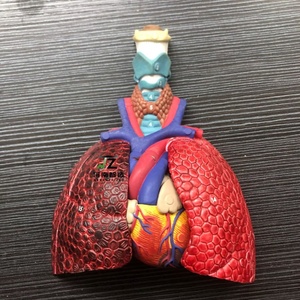 แบบจำลองกายวิภาคปอดส่วนล่าง แบบจำลองการสอนทางการแพทย์ ผลิตโดยผู้ผลิตแบบจำลองทางกายวิภาค - Product Image 6