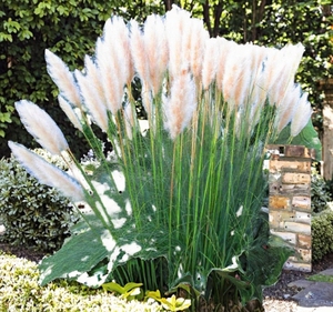 GardenersDream White Alba Cortaderia Selloana Pampas Grass <span class=keywords><strong>Pumila</strong></span>, plante d'extérieur durable à feuilles longues et éthérées, idéale pour le jardin (pot de 9 cm) - Product Image 1