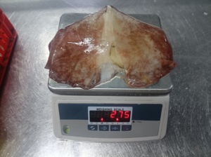 <span class=keywords><strong>ปีก</strong></span><span class=keywords><strong>ปลาหมึก</strong></span><span class=keywords><strong>ยักษ์</strong></span>แช่แข็งคุณภาพสูง <span class=keywords><strong>ปีก</strong></span><span class=keywords><strong>ปลาหมึก</strong></span>อินเดีย ราคาดี - Product Image 6