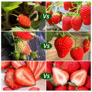 <span class=keywords><strong>Engrais</strong></span> Spécialisé <span class=keywords><strong>pour</strong></span> l'Augmentation et l'Édulcoration des Fruits de Fraises, <span class=keywords><strong>Engrais</strong></span> Organique <span class=keywords><strong>pour</strong></span> Fraises - Product Image 3