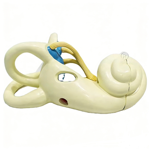 Laberinto del oído interno Modelo agrandado 2 piezas Órganos humanos Modelo Educación Órgano del <span class=keywords><strong>cuerpo</strong></span> <span class=keywords><strong>humano</strong></span> - Product Image 1