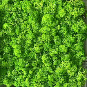 Véritable forêt <span class=keywords><strong>stabilisée</strong></span> artificielle renne irlandais conservé mousse mousse naturelle kit de bricolage mousse artisanat Art décoration murale fleuriste décor - Product Image 5