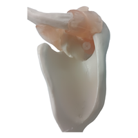 Simulation de formation en sciences médicales, squelette humain grandeur nature, modèle anatomique d'articulation musculaire et d'épaule avec ligaments