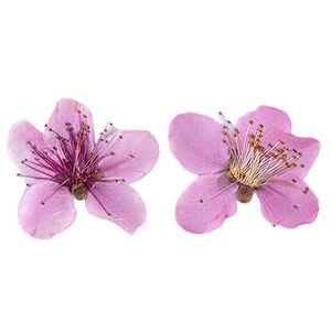 Flores Prensadas Naturales de Melocotón para Scrapbooking, Resina Epoxi, Ecológicas - Product Image 1
