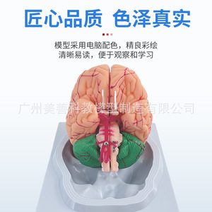 Modèle d'anatomie cérébrale : relation des structures du tronc cérébral, du cérébropharyngée et du cérébellum ; modèle pédagogique d'anatomie cérébrale ; usage médical - Product Image 3